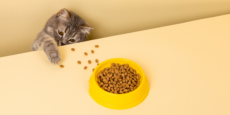 Cosa mangiano i gatti: qual è il cibo che più preferiscono
