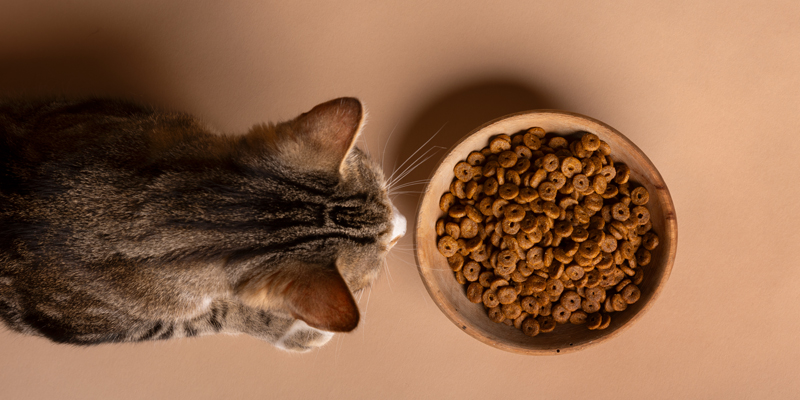 Cos'è gastrointestinal gatto e a cosa serve?