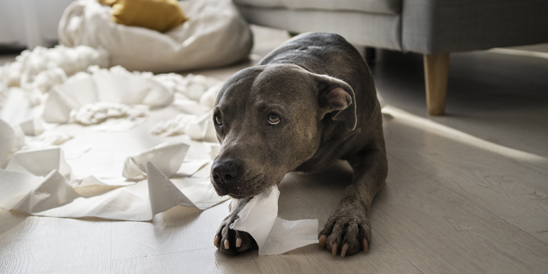 Cos'è la tosse cane: sintomi, cause e rimedi