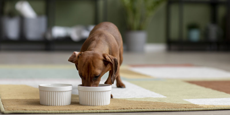 Quali sono le migliori crocchette cane ipoallergeniche e quando utilizzarle