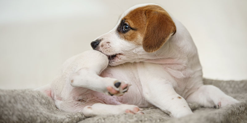 Come riconoscere i pidocchi cane e come eliminarli