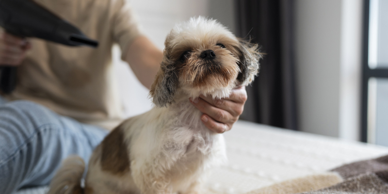 Tutto quello che devi sapere sul pelo del cane: cura, salute e curiosità