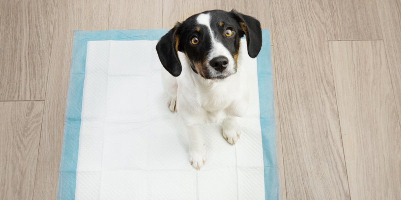 Incontinenza cani, come comportarsi e prevenirla?