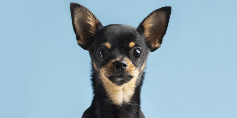 Cane Chihuahua, il piccolo grande compagno di vita