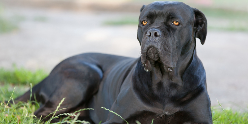 Scopri il cane Corso, il gigante gentile italiano dal cuore protettivo