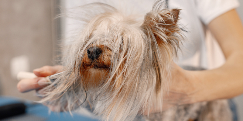 Cosa fare se il cane perde pelo a chiazze? Cause e rimedi