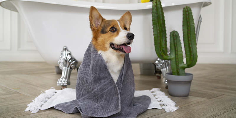 Come pulire parti intime del cane: indicazioni e procedure corrette