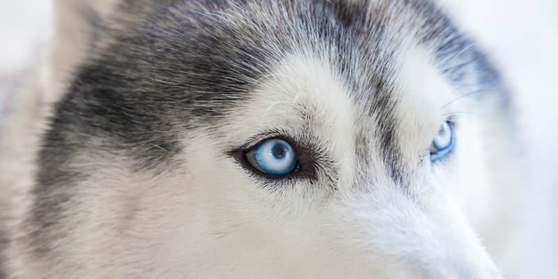 Come vedono i cani? Scopri i segreti della loro vista - 1