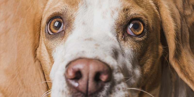 Come vedono i cani? Scopri i segreti della loro vista