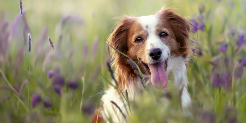 Cane in calore? Ecco come comportarsi con la tua cagnolina